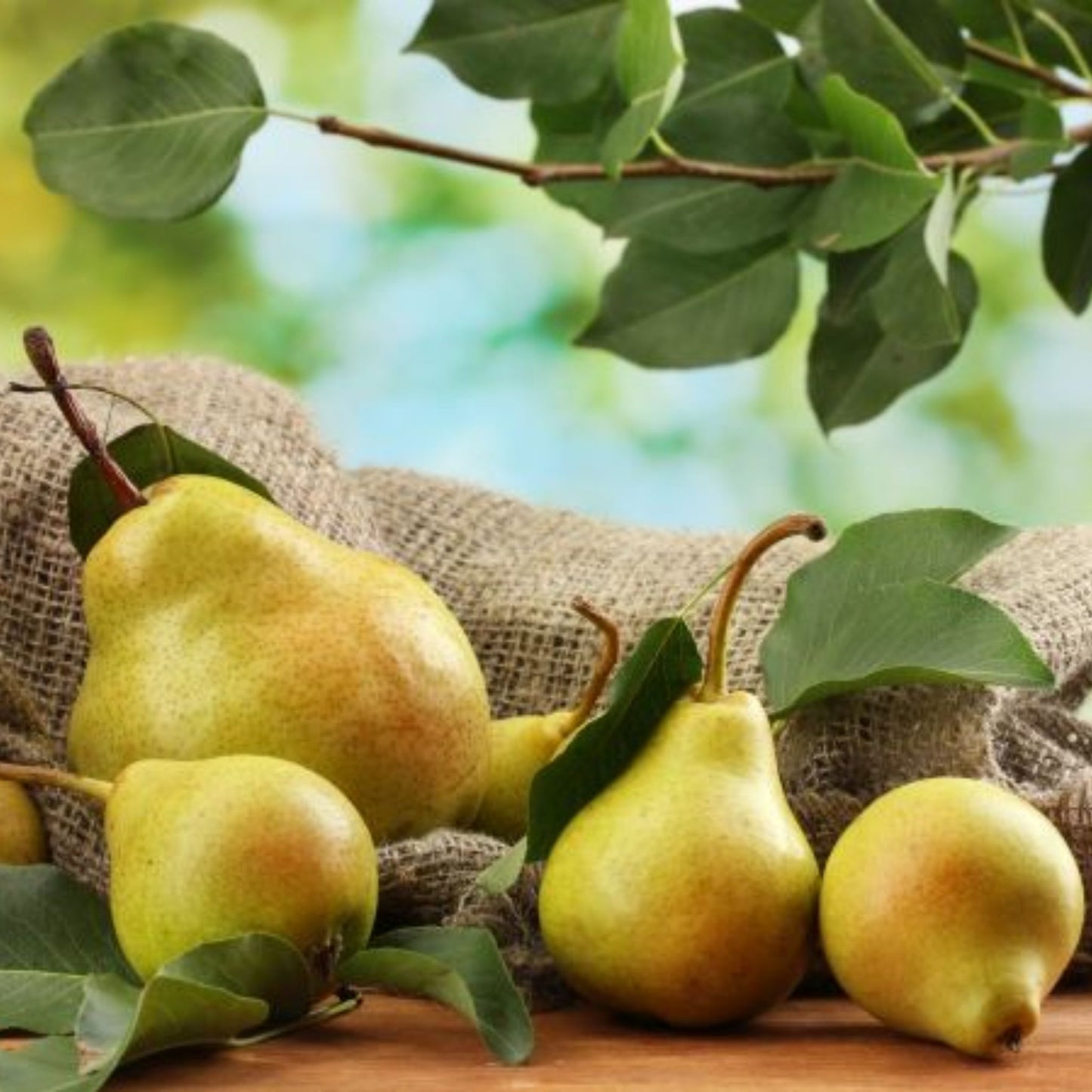 WILLIAMS PEAR PREMIUM FRAGRANCE OIL