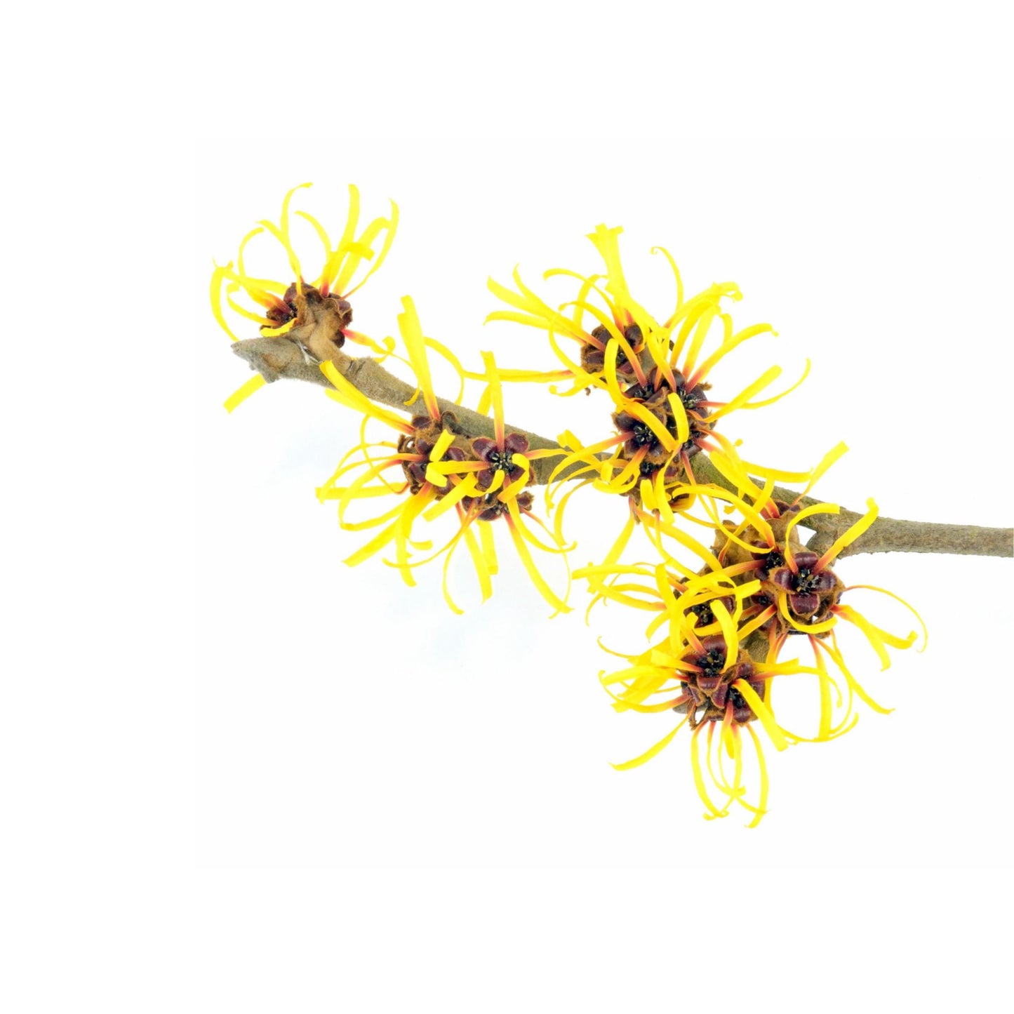 UNSCENTED WITCH HAZEL
