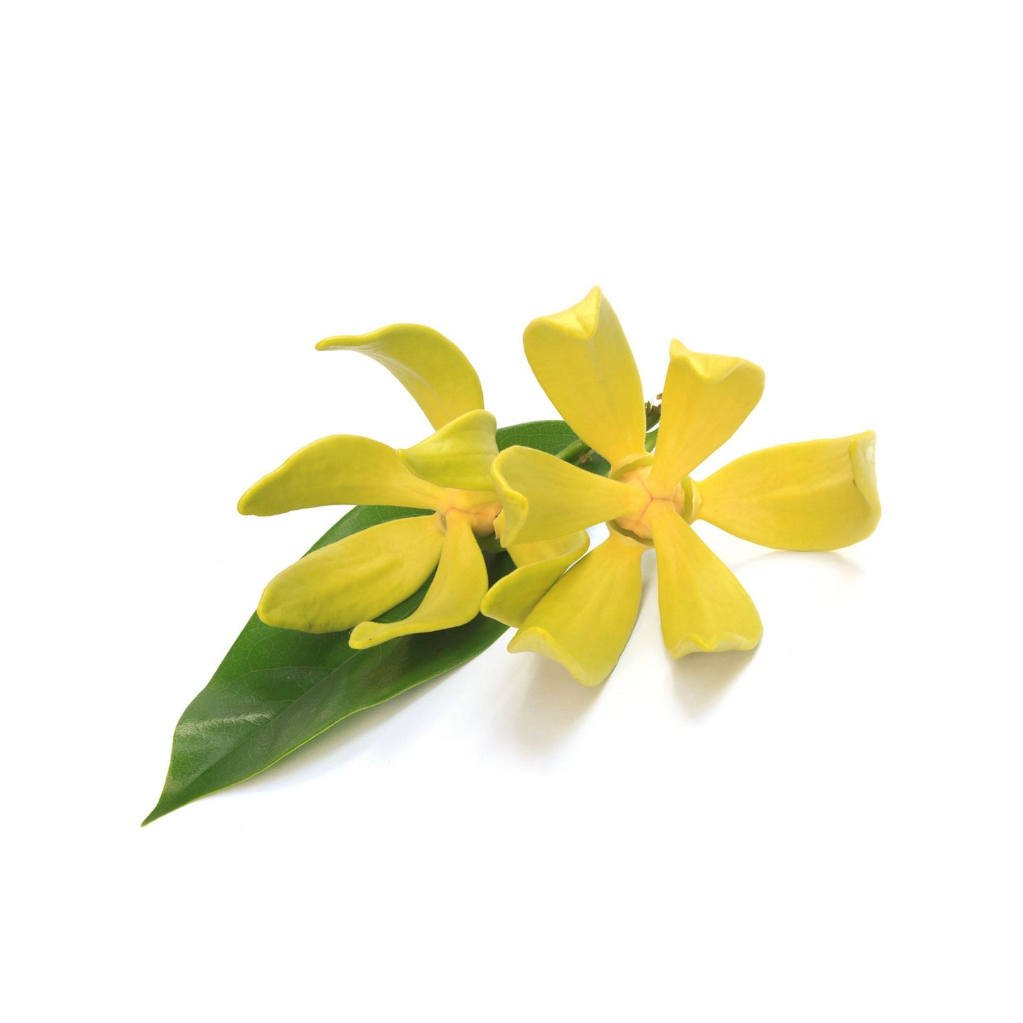 100% PURE YLANG-YLANG ESSENTIAL OIL